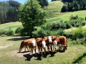 obergiesshof waldbauernhof