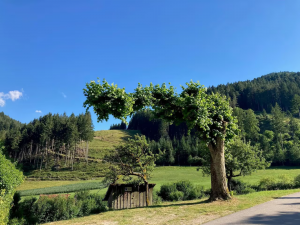 obergiesshof waldbauernhof