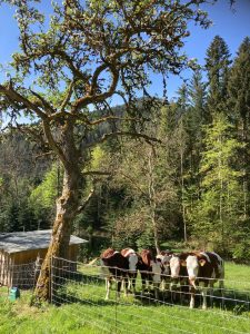 obergiesshof waldbauernhof
