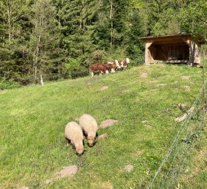 obergiesshof waldbauernhof
